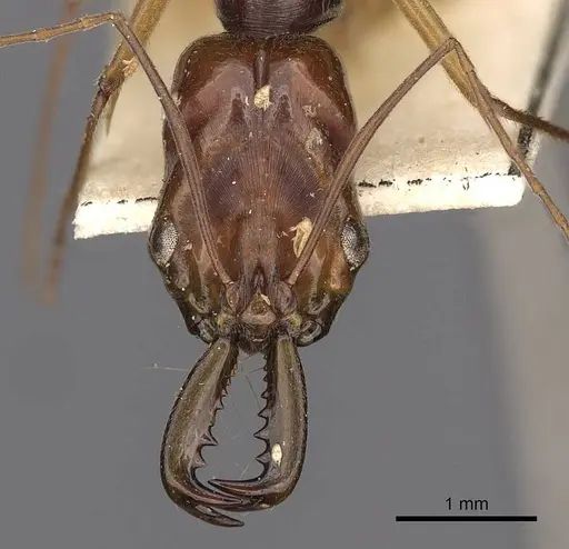 Odontomachus sumbensis specimen CASENT0900653 image casent0900653_2