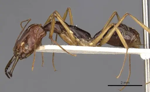 Odontomachus sumbensis specimen CASENT0900653 image casent0900653_3