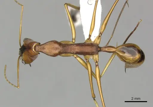 Odontomachus testaceus specimen CASENT0270629 image casent0270629_1