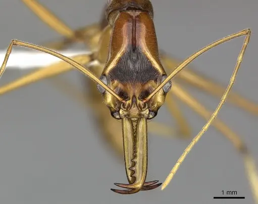 Odontomachus testaceus specimen CASENT0270629 image casent0270629_2