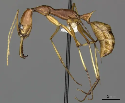 Odontomachus testaceus specimen CASENT0270629 image casent0270629_3