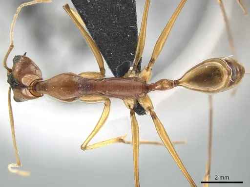 Odontomachus testaceus specimen CASENT0650186 image casent0650186_1