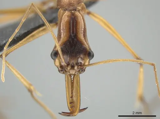 Odontomachus testaceus specimen CASENT0650186 image casent0650186_2