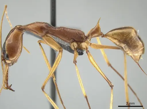 Odontomachus testaceus specimen CASENT0650186 image casent0650186_3