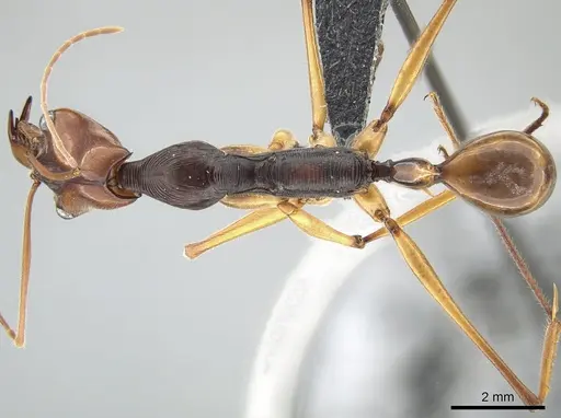 Odontomachus testaceus specimen CASENT0650351 image casent0650351_1