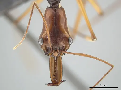 Odontomachus testaceus specimen CASENT0650351 image casent0650351_2