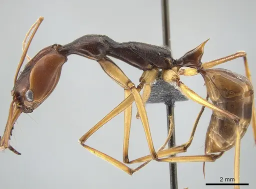 Odontomachus testaceus specimen CASENT0650351 image casent0650351_3