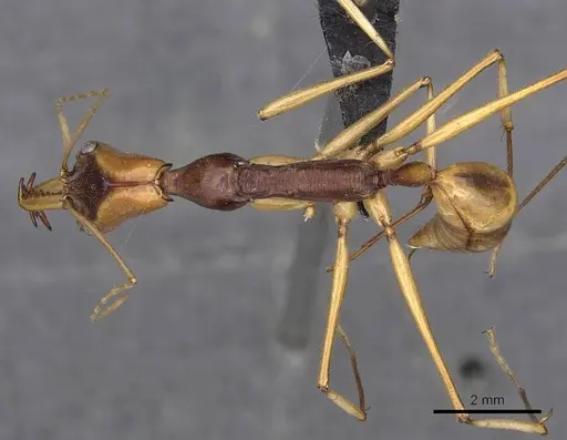 Odontomachus testaceus specimen CASENT0900613 image casent0900613_1