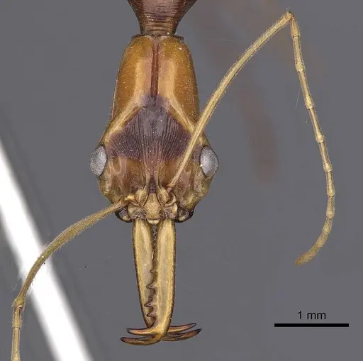 Odontomachus testaceus specimen CASENT0900613 image casent0900613_2