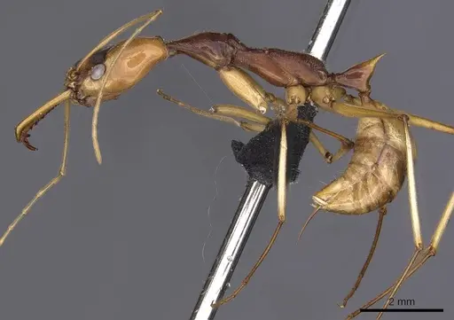 Odontomachus testaceus specimen CASENT0900613 image casent0900613_3