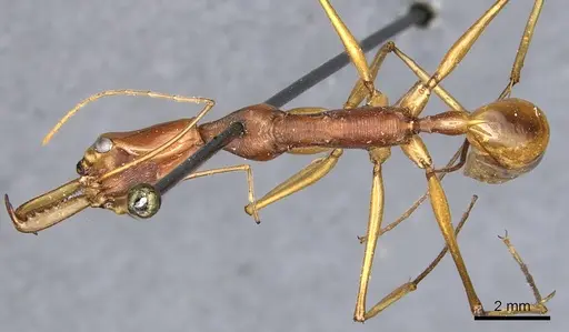 Odontomachus testaceus specimen CASENT0903992 image casent0903992_1