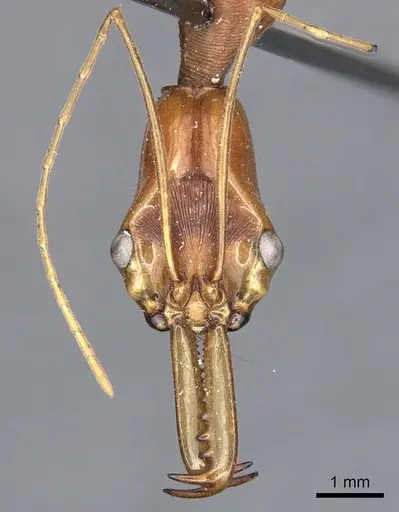 Odontomachus testaceus specimen CASENT0903992 image casent0903992_2