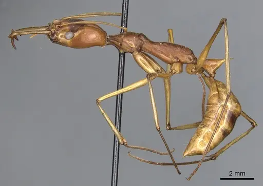 Odontomachus testaceus specimen CASENT0903992 image casent0903992_3