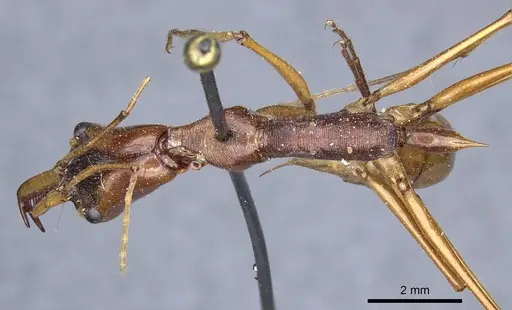 Odontomachus testaceus specimen CASENT0905744 image casent0905744_1