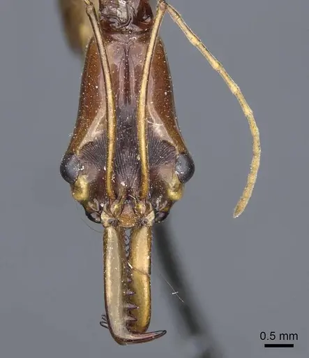 Odontomachus testaceus specimen CASENT0905744 image casent0905744_2
