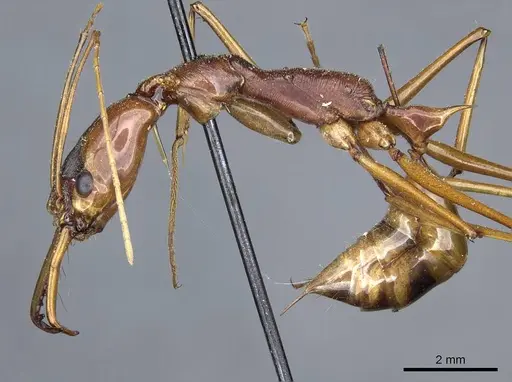 Odontomachus testaceus specimen CASENT0905744 image casent0905744_3