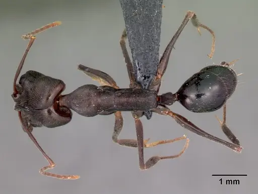 Odontomachus troglodytes specimen CASENT0047308 image casent0047308_1