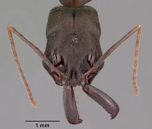 Odontomachus troglodytes specimen CASENT0047308 image casent0047308_2