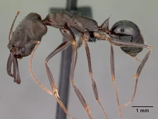 Odontomachus troglodytes specimen CASENT0047308 image casent0047308_3