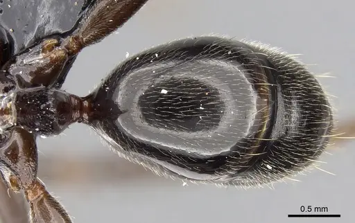 Odontomachus troglodytes specimen CASENT0051311 image casent0051311_1