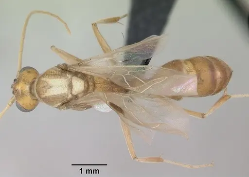Odontomachus troglodytes specimen CASENT0096412 image casent0096412_1