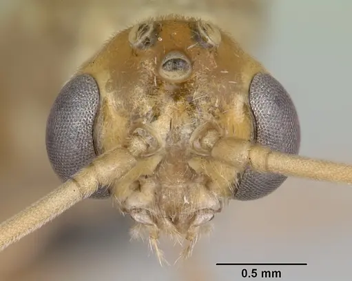 Odontomachus troglodytes specimen CASENT0096412 image casent0096412_2