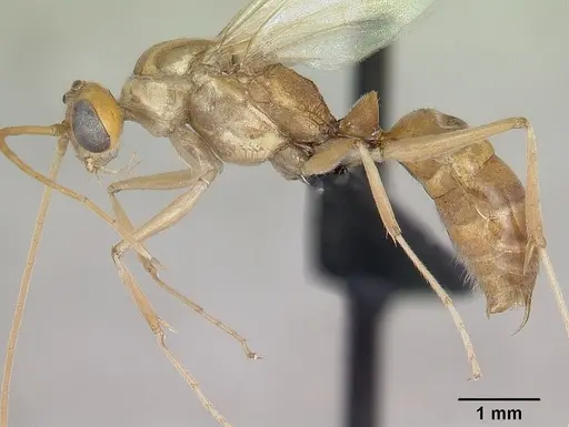 Odontomachus troglodytes specimen CASENT0096412 image casent0096412_3
