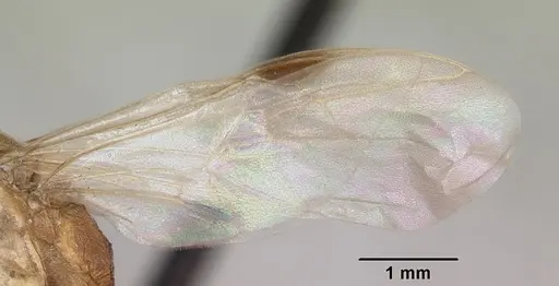 Odontomachus troglodytes specimen CASENT0096412 image casent0096412_4