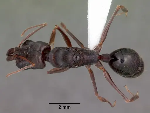 Odontomachus troglodytes specimen CASENT0100313 image casent0100313_1
