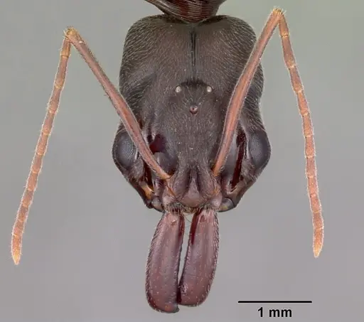 Odontomachus troglodytes specimen CASENT0100313 image casent0100313_2