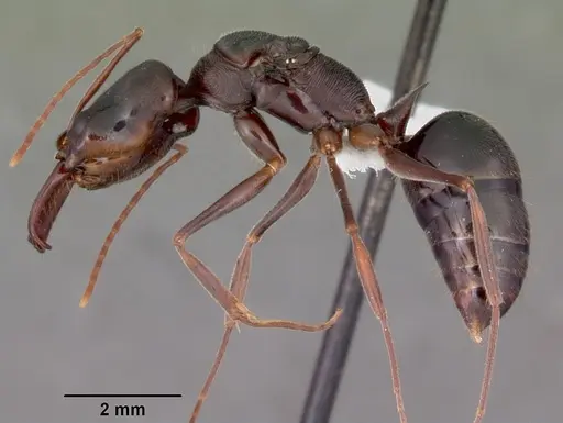 Odontomachus troglodytes specimen CASENT0100313 image casent0100313_3