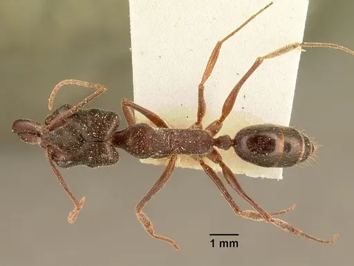 Odontomachus troglodytes specimen CASENT0101134 image casent0101134_1