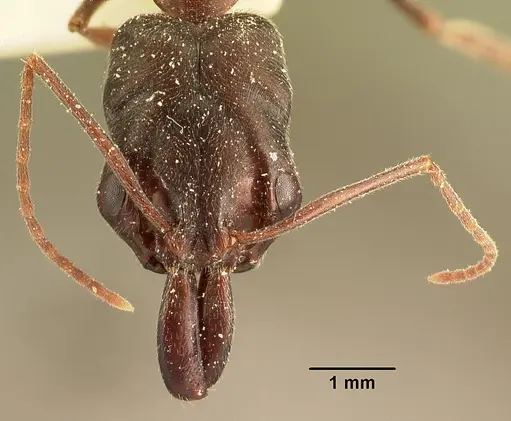 Odontomachus troglodytes specimen CASENT0101134 image casent0101134_2