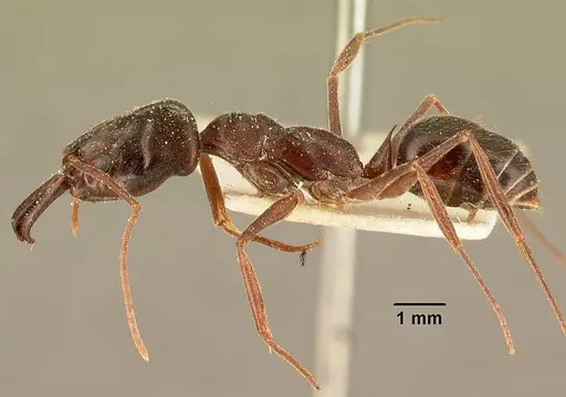 Odontomachus troglodytes specimen CASENT0101134 image casent0101134_3