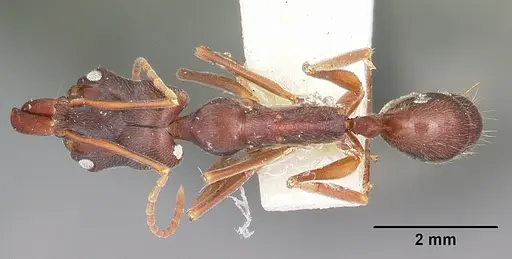Odontomachus troglodytes specimen CASENT0104653 image casent0104653_1