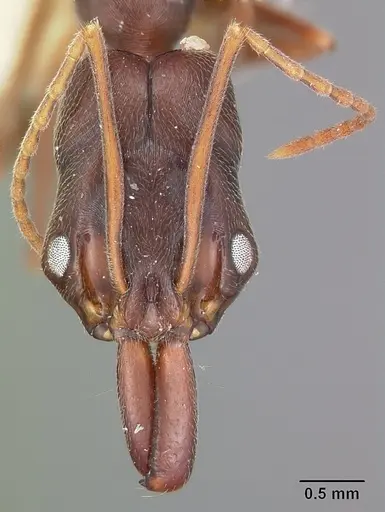 Odontomachus troglodytes specimen CASENT0104653 image casent0104653_2