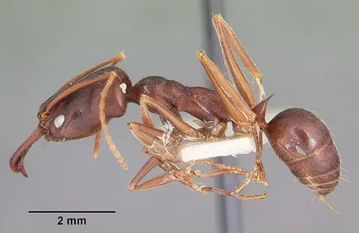 Odontomachus troglodytes specimen CASENT0104653 image casent0104653_3