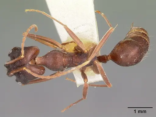 Odontomachus troglodytes specimen CASENT0104654 image casent0104654_1