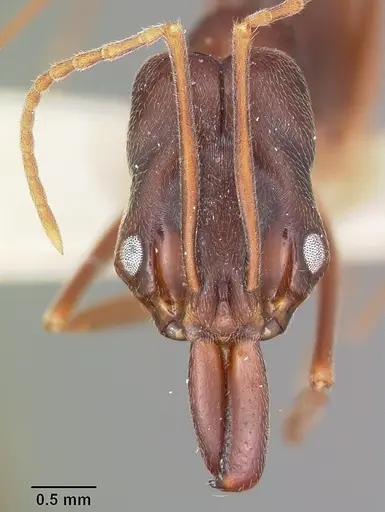 Odontomachus troglodytes specimen CASENT0104654 image casent0104654_2