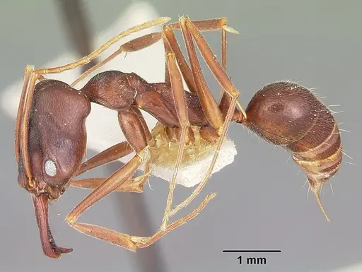 Odontomachus troglodytes specimen CASENT0104654 image casent0104654_3