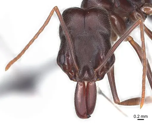 Odontomachus troglodytes specimen CASENT0136231 image casent0136231_1