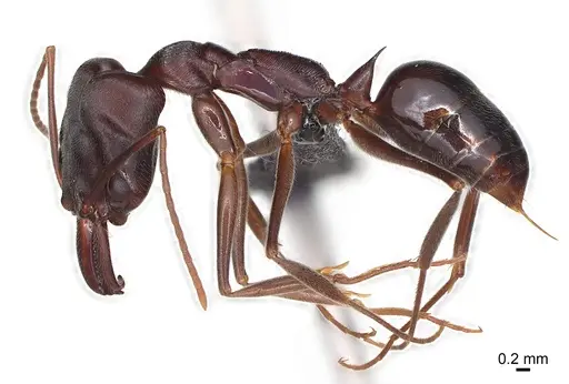 Odontomachus troglodytes specimen CASENT0136231 image casent0136231_2
