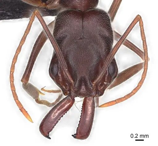 Odontomachus troglodytes specimen CASENT0136232 image casent0136232_1