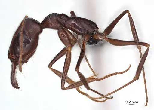 Odontomachus troglodytes specimen CASENT0136232 image casent0136232_2