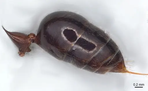Odontomachus troglodytes specimen CASENT0136232 image casent0136232_3