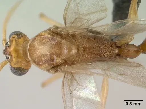 Odontomachus troglodytes specimen CASENT0138467 image casent0138467_1