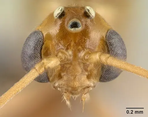 Odontomachus troglodytes specimen CASENT0138467 image casent0138467_2