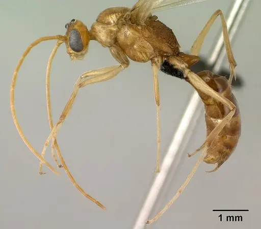 Odontomachus troglodytes specimen CASENT0138467 image casent0138467_3