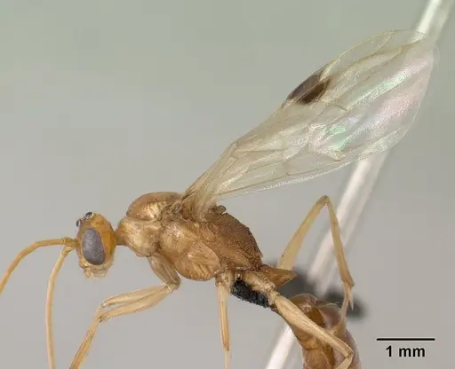 Odontomachus troglodytes specimen CASENT0138467 image casent0138467_4