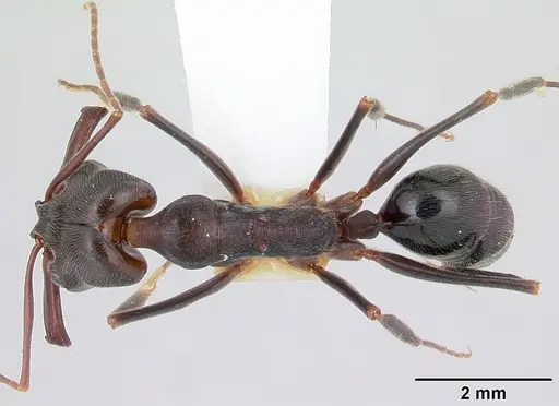 Odontomachus troglodytes specimen CASENT0178263 image casent0178263_1